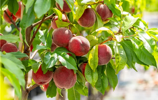 Prunus persica var. persica 'Red Haven'®