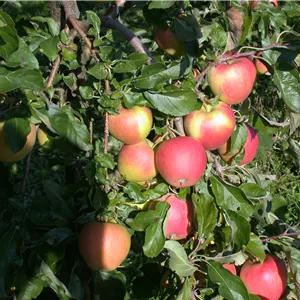 Malus domestica 'Pinova'(s)