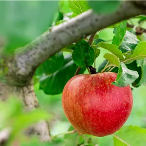 Malus domestica 'Santana'®