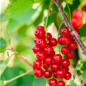 Ribes rubrum 'Jonkheer van Tets'