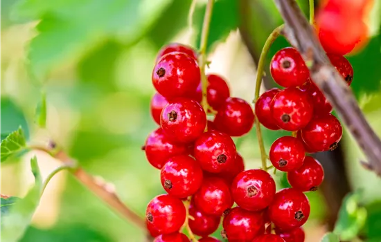 Ribes rubrum 'Jonkheer van Tets'