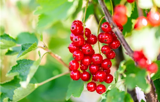 Ribes rubrum 'Jonkheer van Tets'