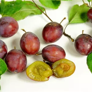 Prunus dom.'Hauszwetsche' CAC Prunus dom.'Hauszwetsche' CAC