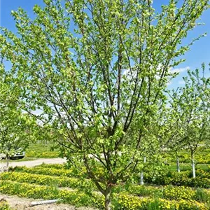 Prunus dom.'Hauszwetsche' CAC