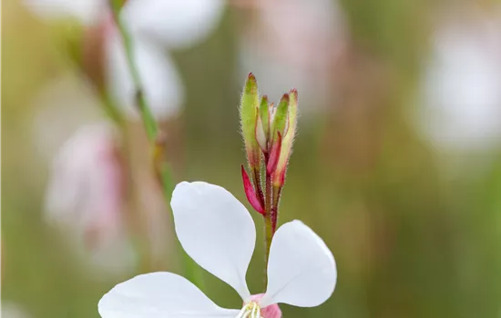 Gaura lindheimeri 'Gambit White' -R-