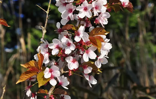 Prunus hillieri 'Spire' Prunus hillieri 'Spire'
