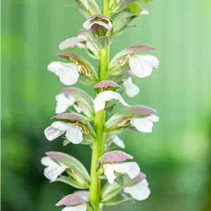 Acanthus hungaricus 'White Lips' Acanthus hungaricus 'White Lips'