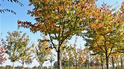Zelkova serrata 30-35 (6).JPG