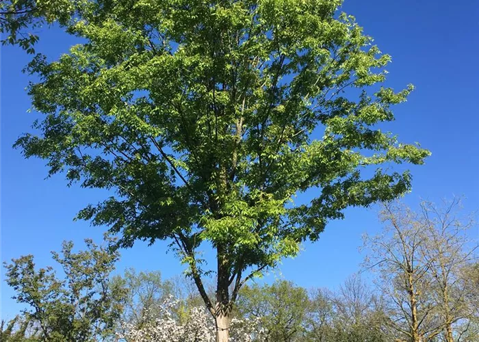 Pflanze des Monats Oktober 2025: Japanische Zelkove (Zelkova serrata)