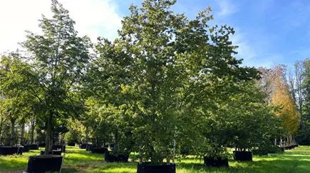 Zelkova serrata 400-600 x 500-600 GWa3D10(6).JPG