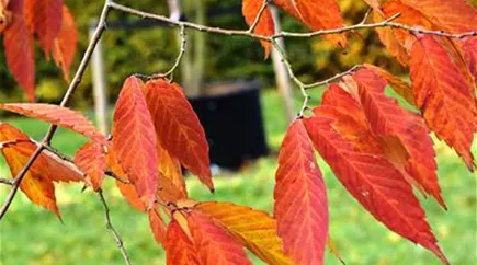 Zelkova serrata Detail.JPG