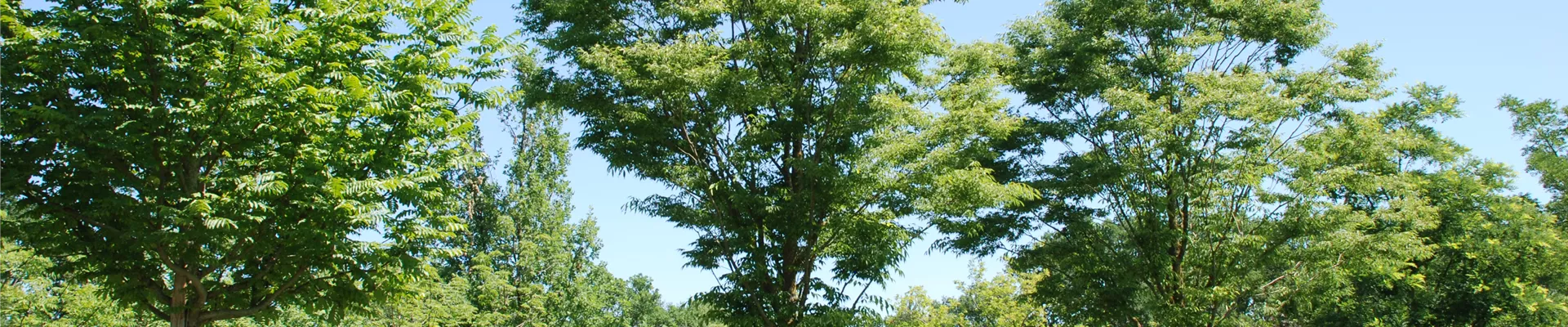 Zelkova serrata (6).JPG Zelkova serrata (6).JPG