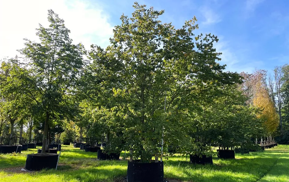Zelkova serrata 400-600 x 500-600 GWa3D10(6).JPG