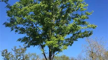 Zelkova serrata 50-60 (1).jpg