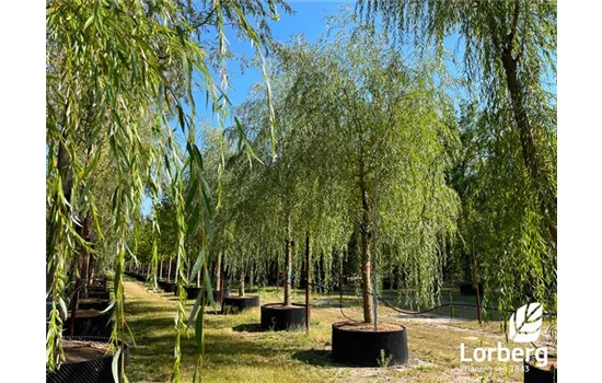 Salix alba Salix alba