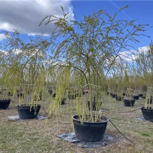 Salix alba 'Tristis'