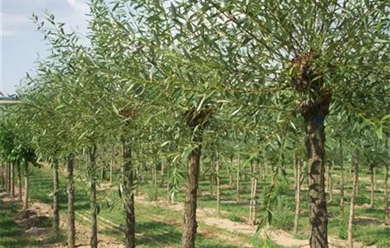 Salix alba 'Chermesina' Salix alba 'Chermesina'