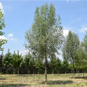 Salix alba 'Liempde' Salix alba 'Liempde'