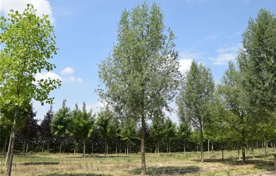 Salix alba 'Liempde' Salix alba 'Liempde'