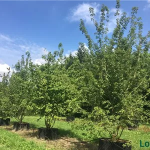 Acer campestre Acer campestre