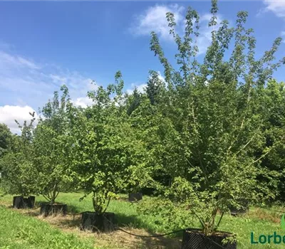 Acer campestre Acer campestre