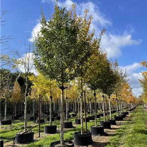 Acer campestre 'Elsrijk' Acer campestre 'Elsrijk'