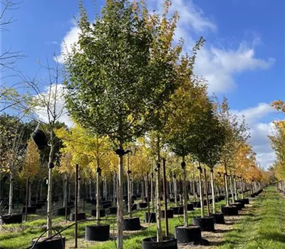 Acer campestre 'Elsrijk' Acer campestre 'Elsrijk'