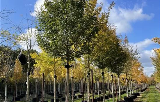 Acer campestre 'Elsrijk'