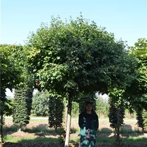 Acer campestre 'Nanum' Acer campestre 'Nanum'