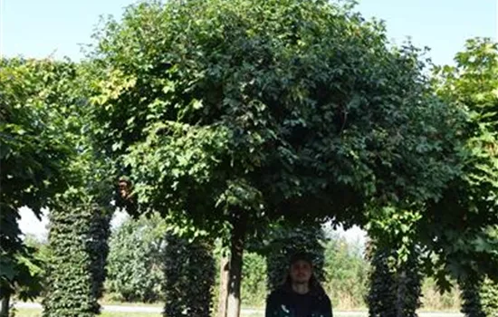 Acer campestre 'Nanum'