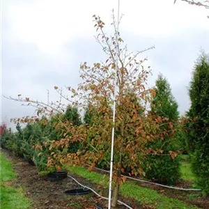 Acer capillipes Acer capillipes