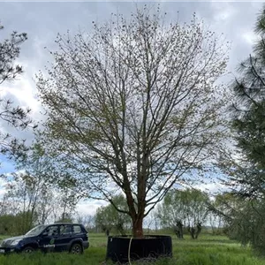 Acer cappadocicum 'Rubrum' Acer cappadocicum 'Rubrum'