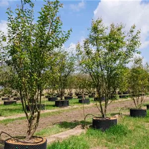 Acer ginnala Acer ginnala