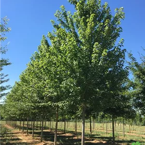 Acer freemanii 'Autumn Blaze' Acer freemanii 'Autumn Blaze'