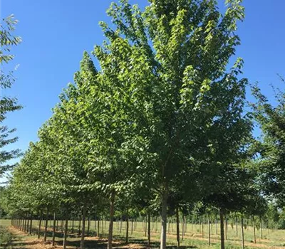 Acer freemanii 'Autumn Blaze' Acer freemanii 'Autumn Blaze'