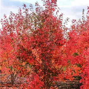 Acer rubrum 'Brandywine' Acer rubrum 'Brandywine'