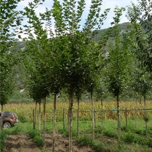 Acer truncatum 'Pacific Sunset'® Acer truncatum 'Pacific Sunset'®