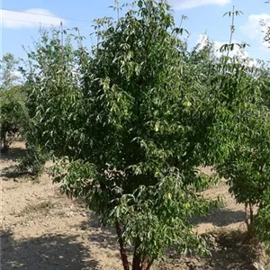 Acer griseum Acer griseum