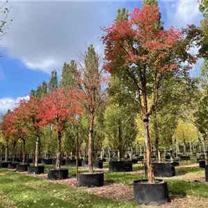 Acer griseum