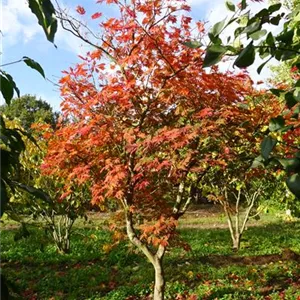 Acer japonicum 'Aconitifolium' Acer japonicum 'Aconitifolium'