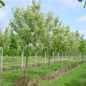 Acer negundo 'Flamingo' Acer negundo 'Flamingo'