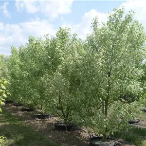 Acer negundo 'Variegatum' Acer negundo 'Variegatum'