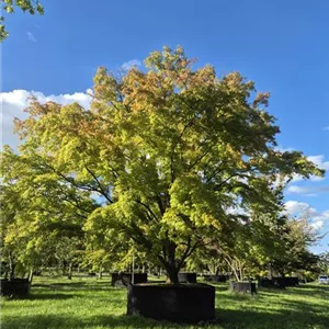 Acer palmatum Acer palmatum