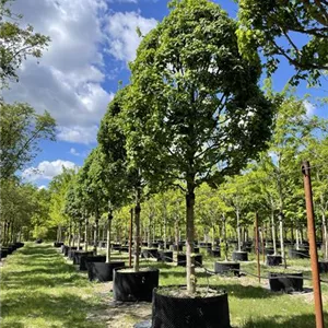 Acer campestre 'Lienco' Acer campestre 'Lienco'