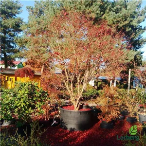 Acer palmatum 'Atropurpureum' Acer palmatum 'Atropurpureum'