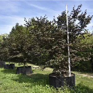 Acer palmatum 'Bloodgood' Acer palmatum 'Bloodgood'