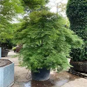 Acer palmatum 'Dissectum'