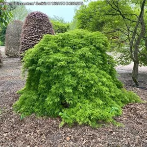Acer palmatum 'Dissectum' Acer palmatum 'Dissectum'