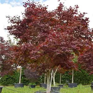 Acer palmatum 'Fireglow'