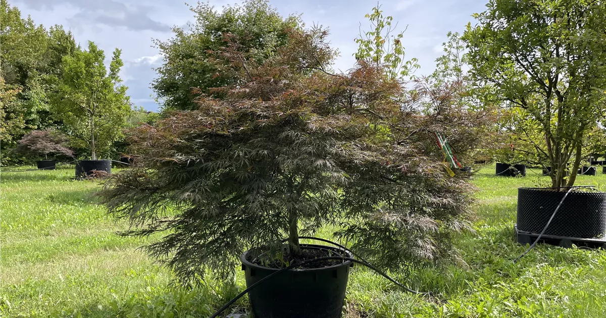 Japanischer Ahorn 'Garnet' - Acer Palmatum Dissectum Im Topf, Rosa-rotes Laub, 2m Höhe
